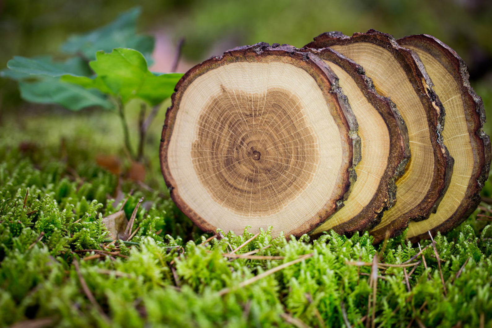 Natural Wood Log Coaster/Slices with Bark, Wood Craft kit, Wooden Coaster, DIY Crafts Coasters Christmas Rustic Wedding Decorations Wooden Handcrafted Coffee Coasters